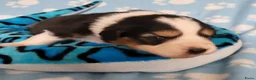 Australian Shepherd honden te koop: Australian Shepherd pupje met FCI stamboom - Advertentie 9