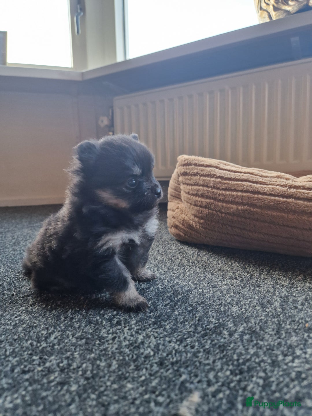 Pomeriaan honden te koop: Pomeriaan pups #panda dog # black and tan  - Advertentie 6