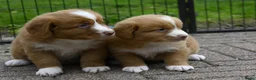 Nova Scotia Duck Tolling Retriever honden te koop: Nova Scotia Duck Tolling Retriever pups # Toller - Advertentie 12