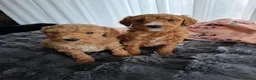 Labradoodle honden te koop: Labradoodle pups medium  - Advertentie 9