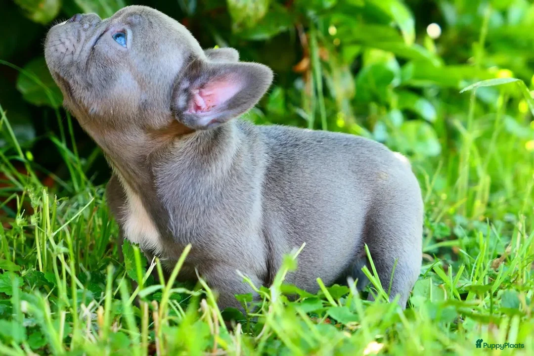 Franse Bulldog honden te koop: Franse Bulldog puup - Advertentie 2