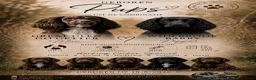 Engelse Cocker Spaniel honden te koop: Working cocker spaniel pups - Advertentie 2