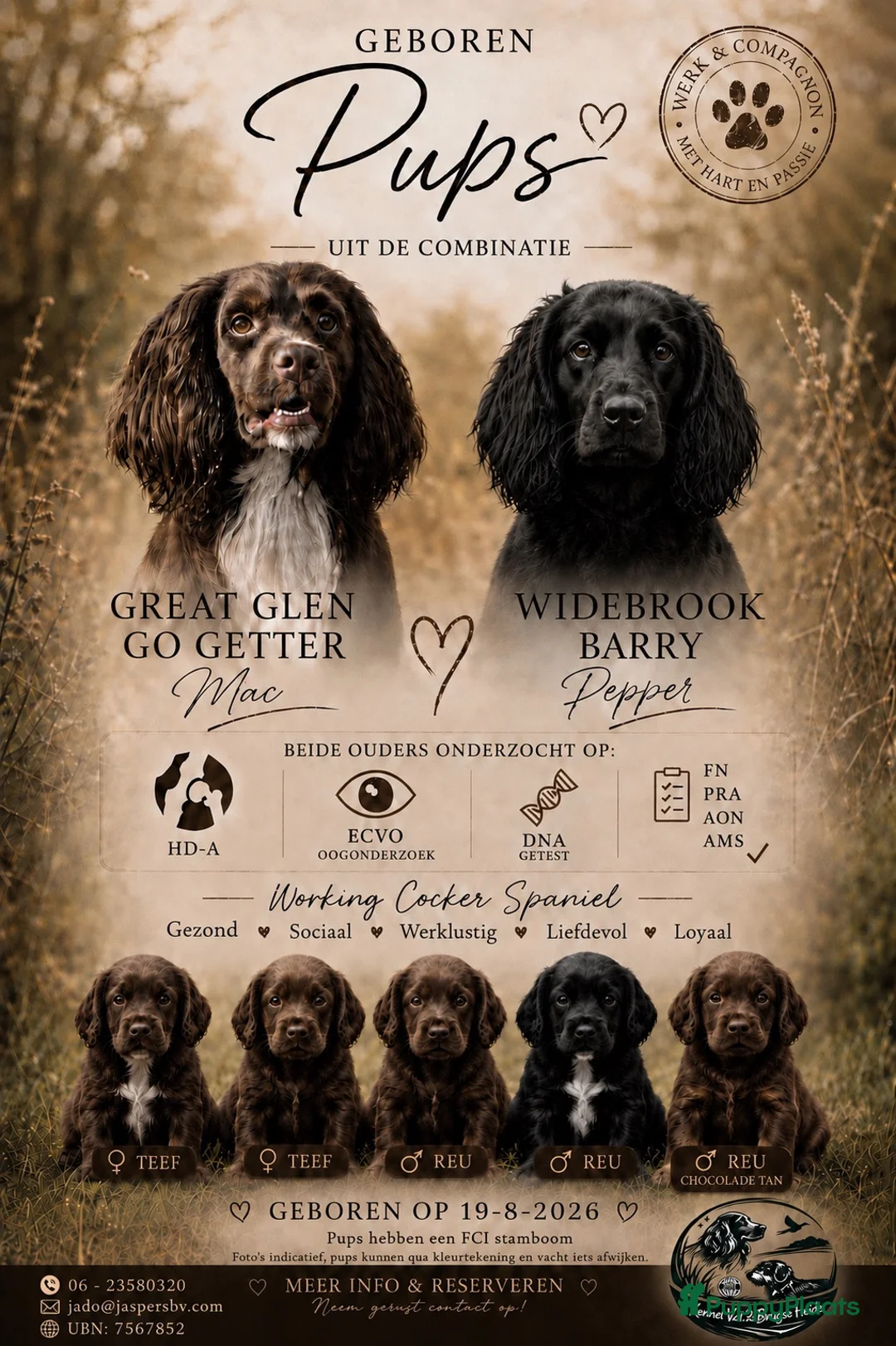 Engelse Cocker Spaniel honden te koop: Working cocker spaniel pups - Advertentie 2