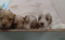 Australian Labradoodle honden te koop: Australian Labradoodle pups in Strijen - Afbeelding 21