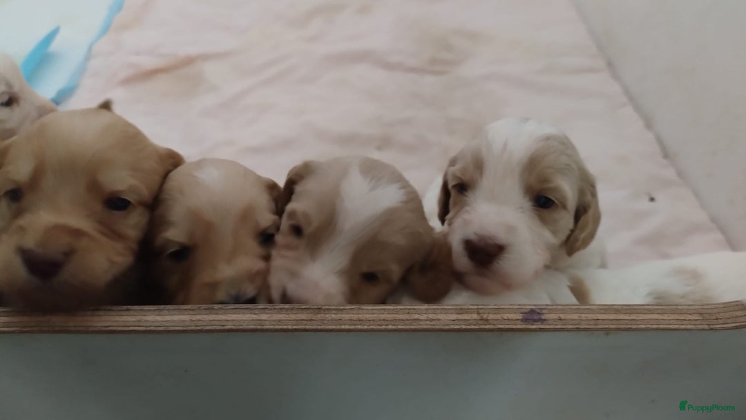 Australian Labradoodle honden te koop: Australian Labradoodle pups in Strijen - Afbeelding 21