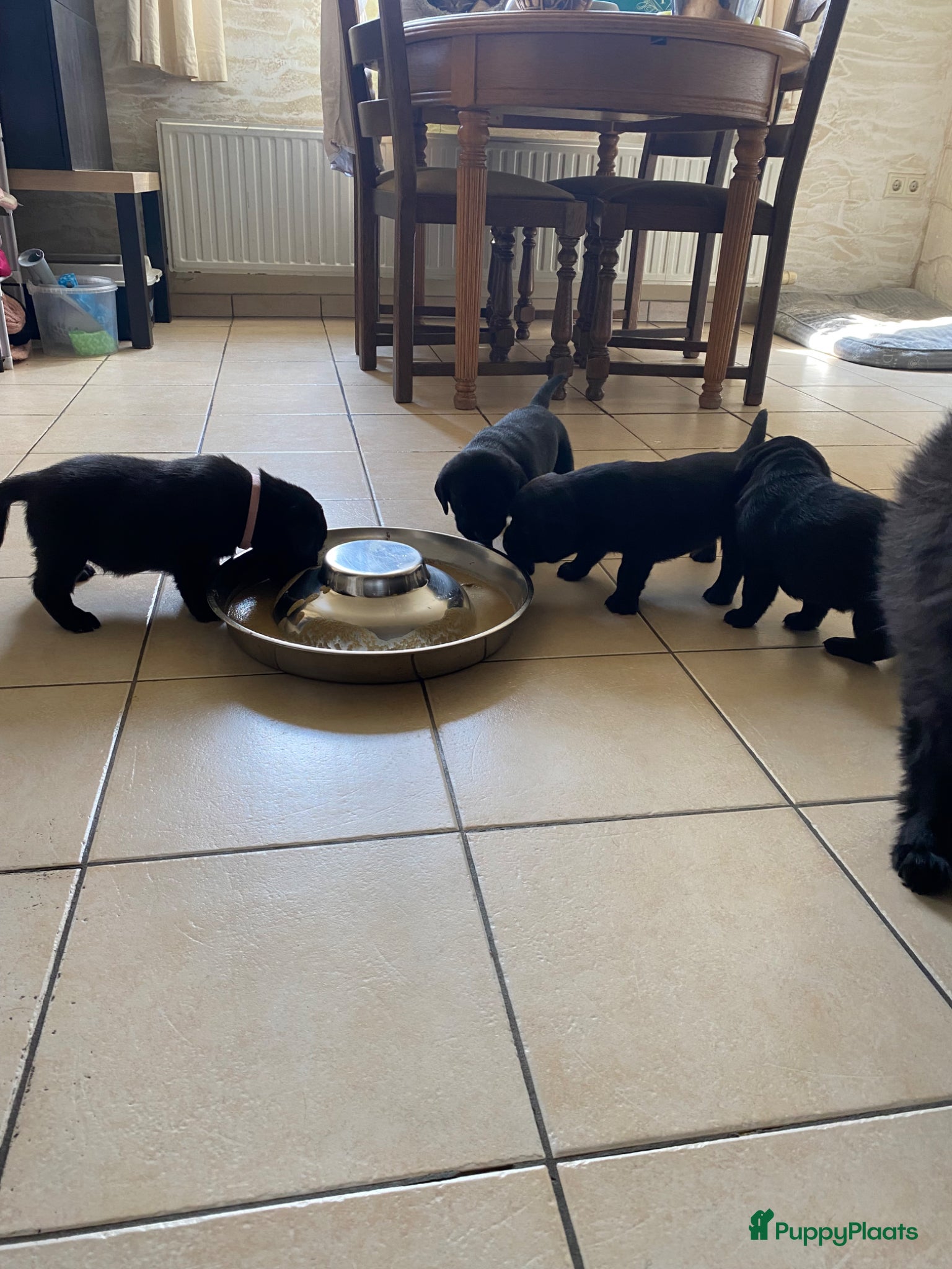 Labrador Retriever honden Labrador pups - Advertentie 2
