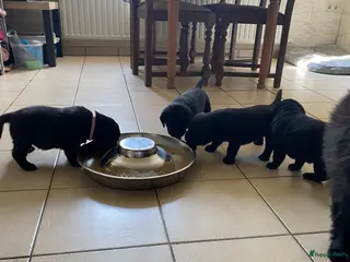 Labrador Retriever honden Labrador pups - Advertentie 2