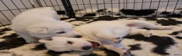Zwitserse Witte Herdershond honden te koop: Zwitserse witte herder puppy's - Advertentie 2