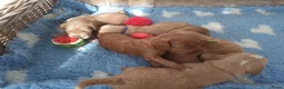 Australian Labradoodle honden te koop: Australian Labradoodle pups WALA stamboom  - Advertentie 17