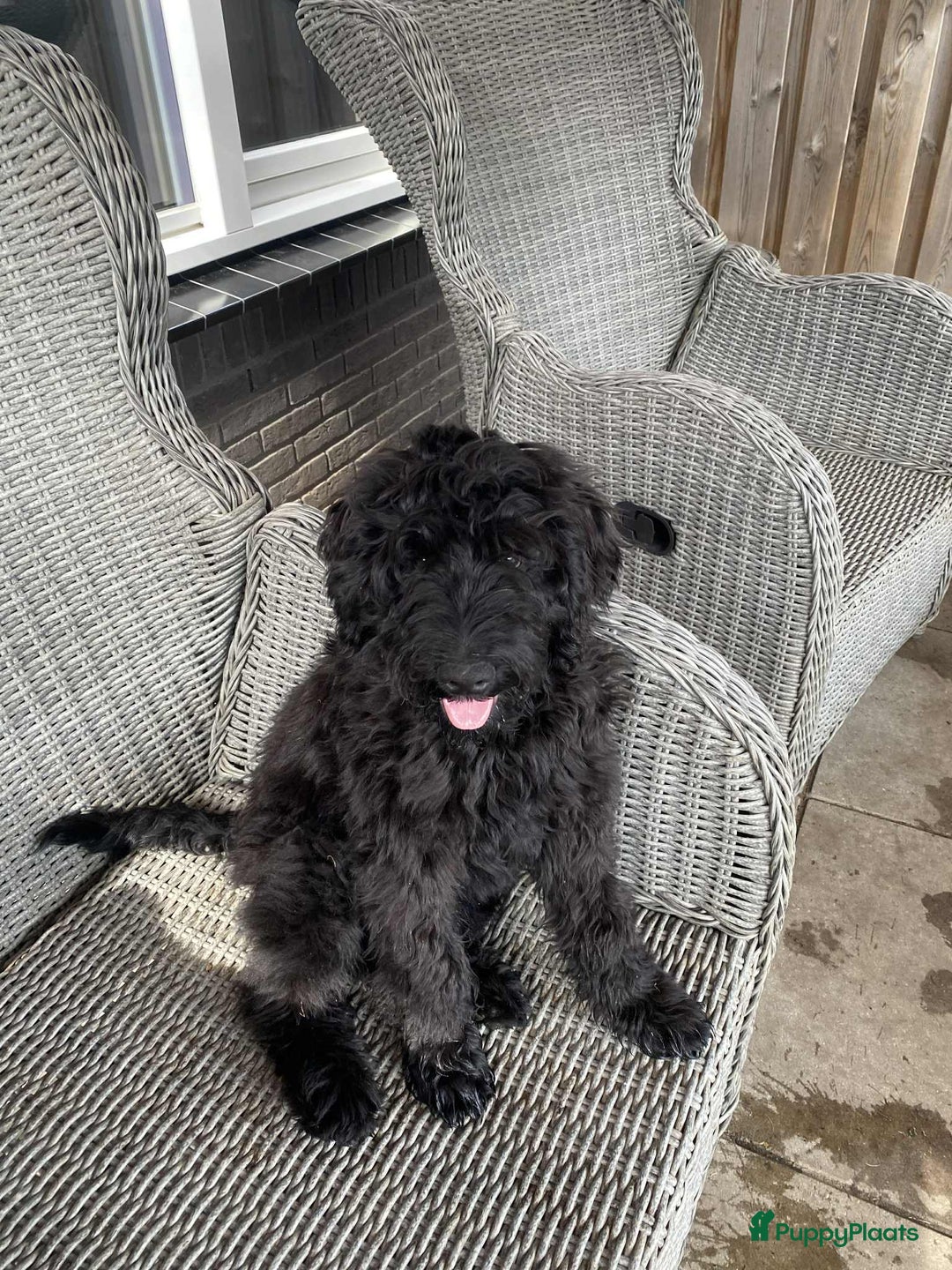 Labradoodle honden te koop: Supermooie labradoodles - Afbeelding 9