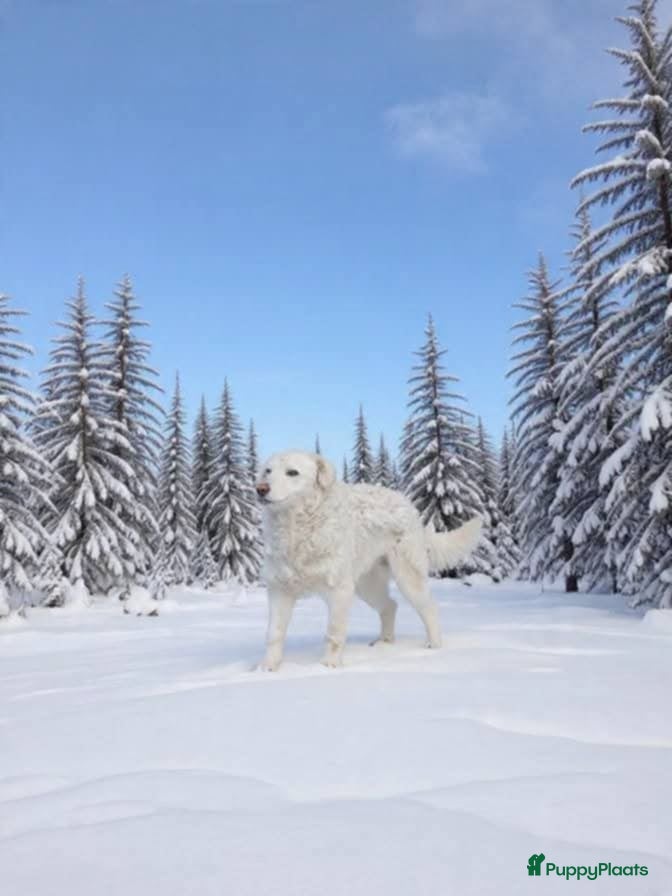 Kruising honden Samira lief italiaanse diva zoekt baasje - Advertentie 2