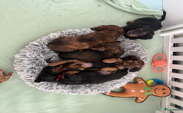 Teckel (langhaar) honden - Advertentie 1