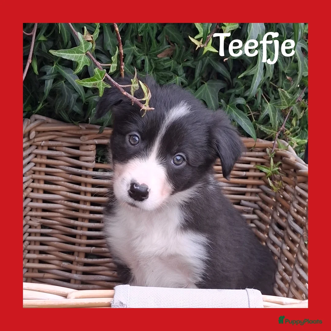 Border Collie honden te koop: Lieve border collie pups - Advertentie 1