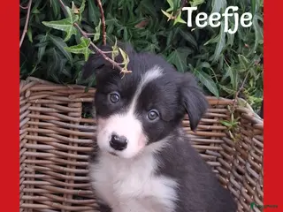 Border Collie honden Lieve border collie pups - Advertentie 2