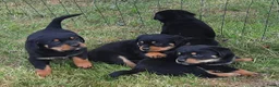 Kruising honden te koop: 75%rottweiler/25%labrador pups in Hemelum - Advertentie 1