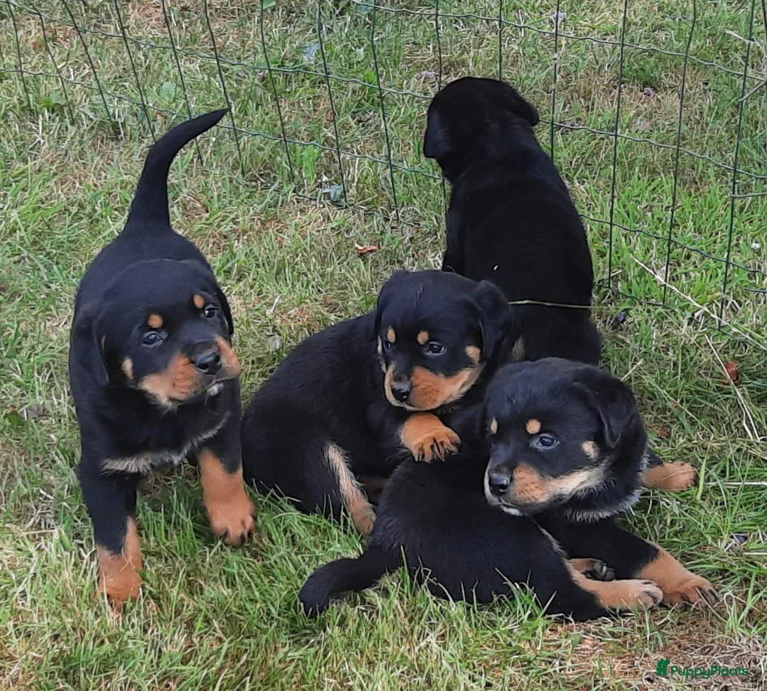 Kruising honden te koop: 75%rottweiler/25%labrador pups in Hemelum - Advertentie 1