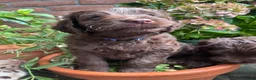 Labradoodle honden te koop: Prachtige medium labradoodle pups - Advertentie 11