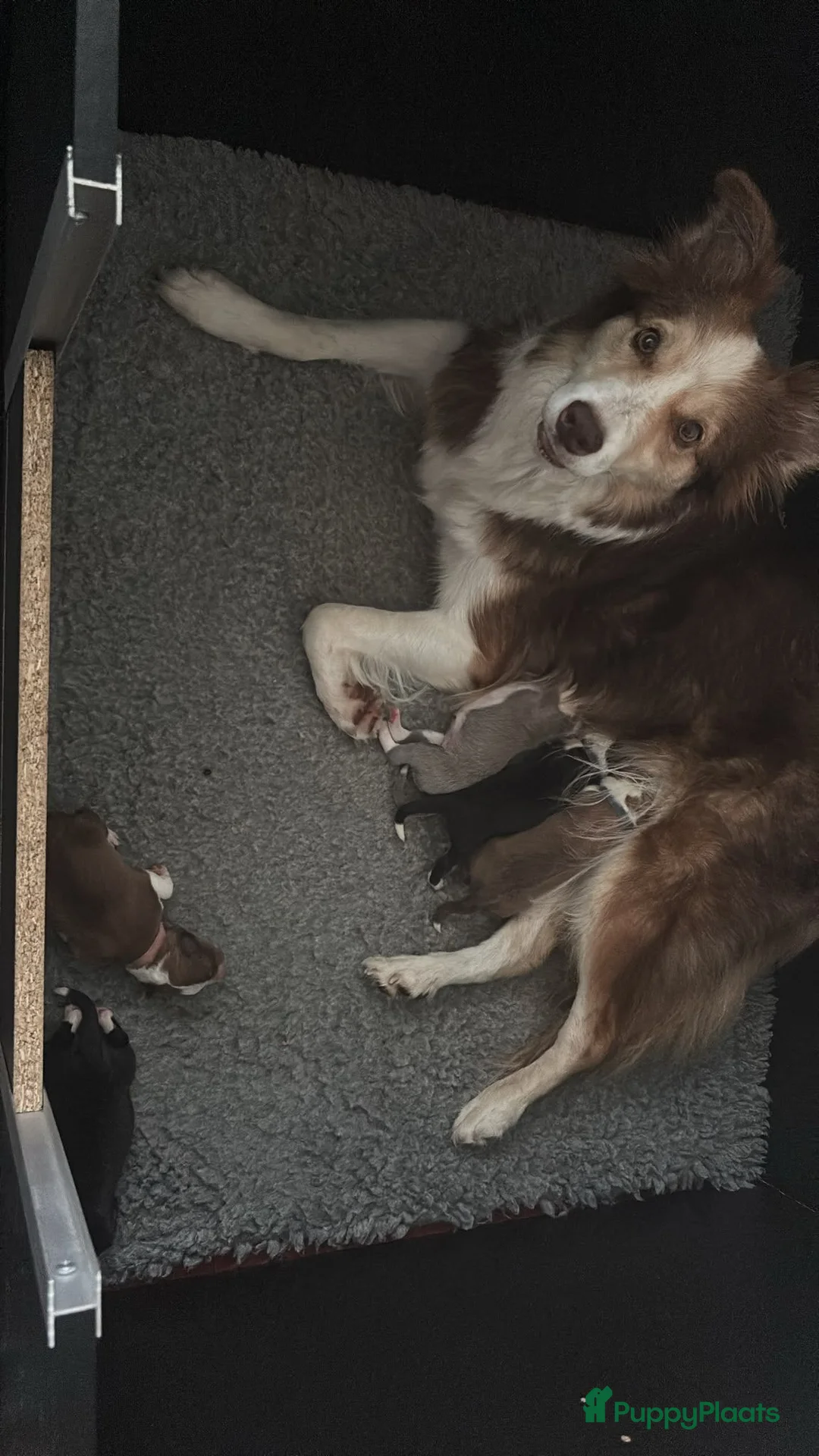 Border Collie honden te koop: Border collie pups met FCI stamboom - Advertentie 2