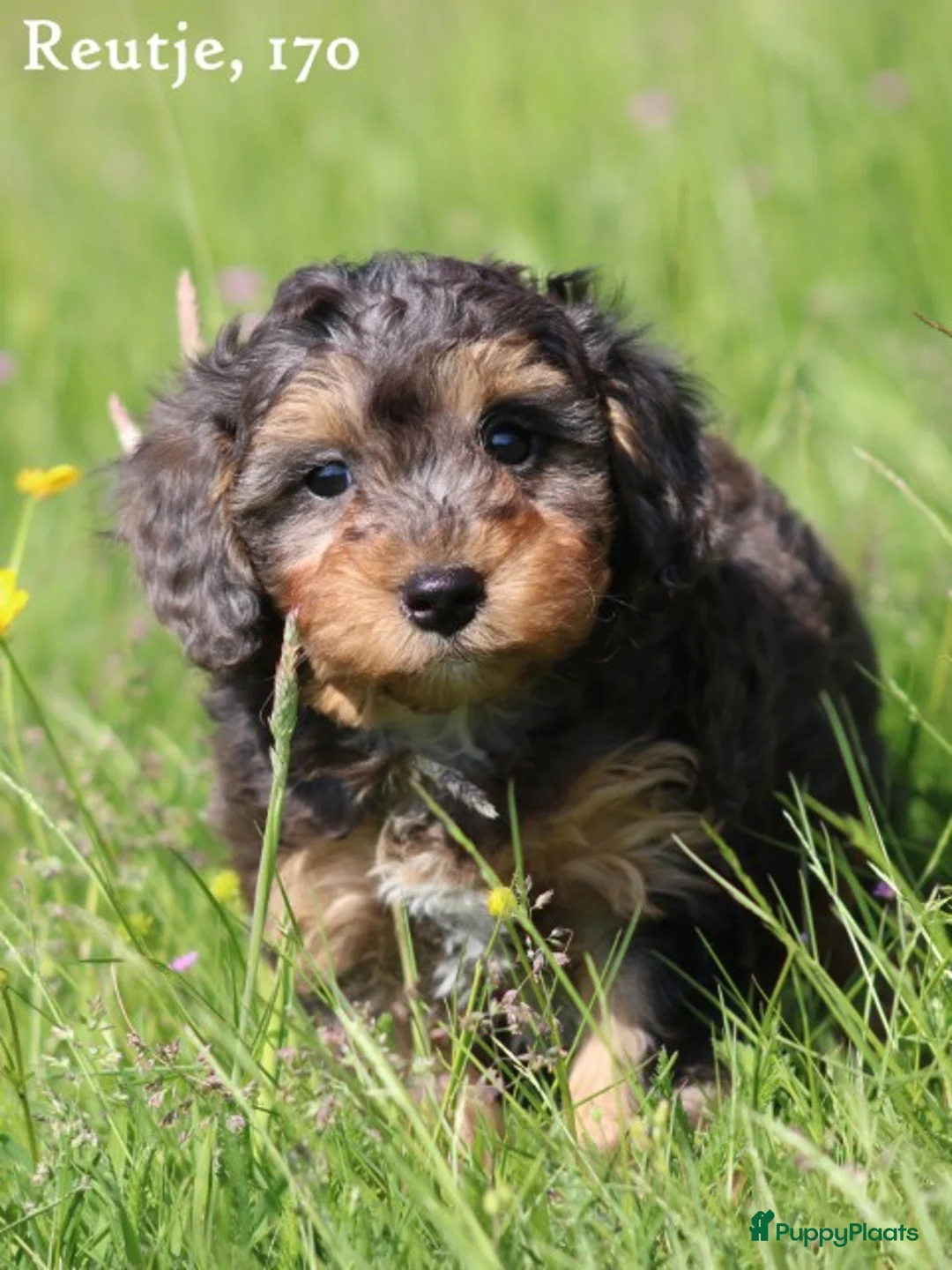 Maltipoo honden te koop: Knappe Maltipoo pups - Advertentie 23