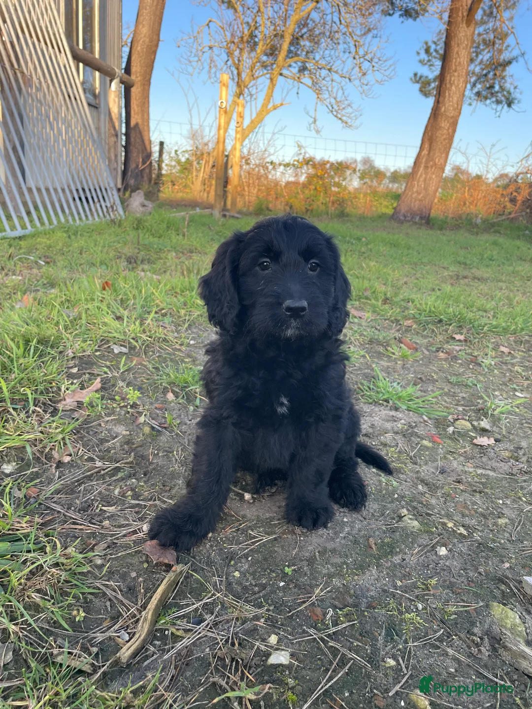 Kruising honden te koop: Mooie medium zwarte goldendoodle pups! - Advertentie 3