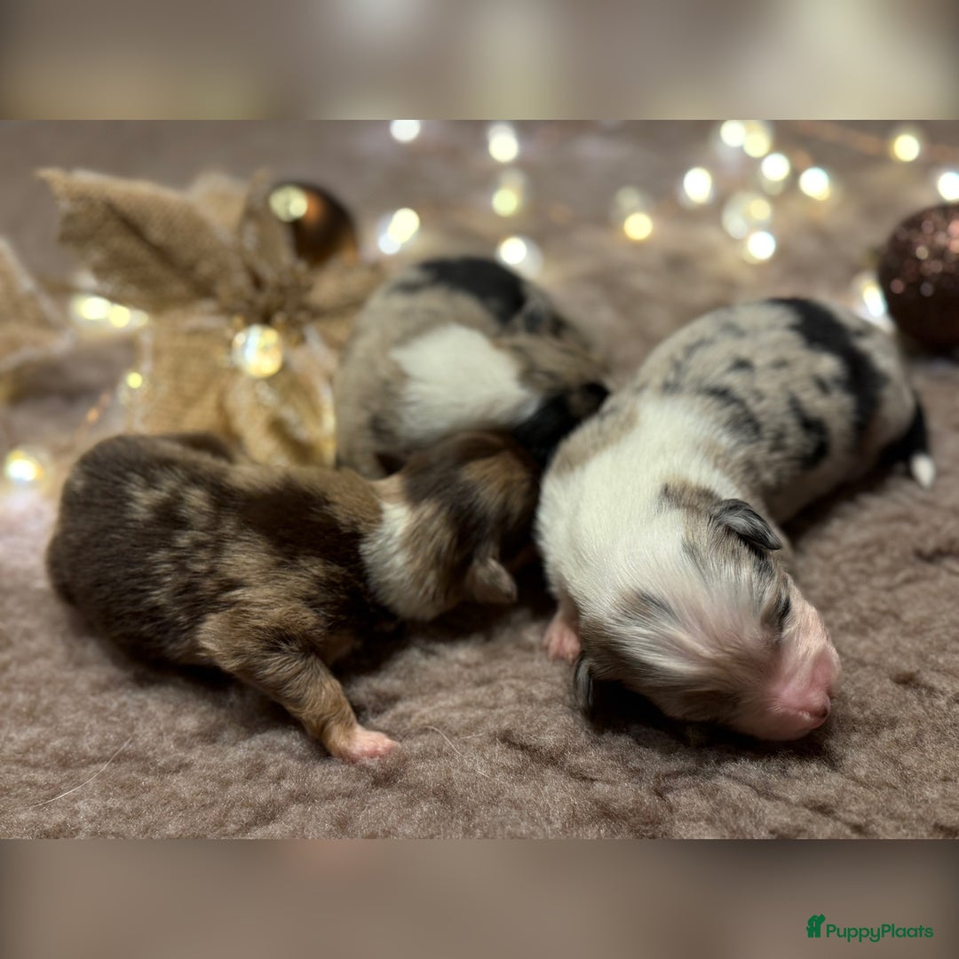 Australian Shepherd honden te koop: Prachtig nestje raszuivere Australian Shepherds - Advertentie 11