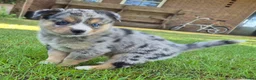 Kruising honden te koop: Mini australian shepherd pup - Advertentie 17