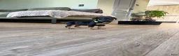 Jack Russel Terriër honden te koop: Prachtige Black & Tan Jack Russell pups in Sumar - Advertentie 9