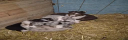 Australian Shepherd honden te koop: Australian sheperd pups - Advertentie 6
