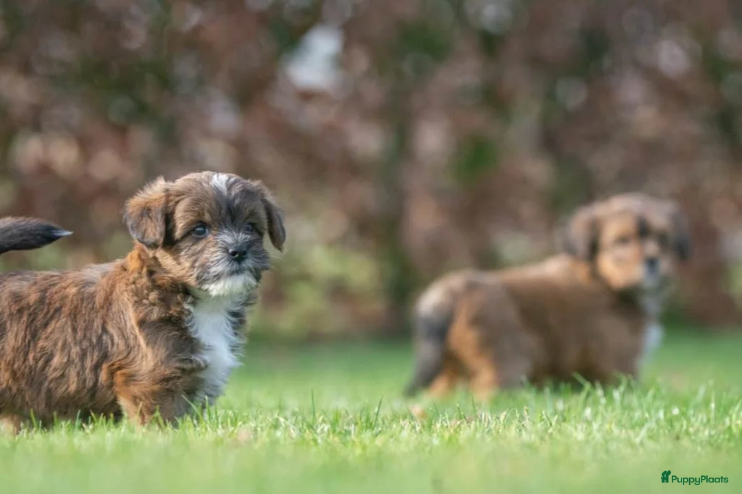 Shihpoo honden te koop: mooie kleinblijvende shihpoo doodle mini  - Advertentie 16