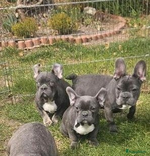 Franse Bulldog honden Franse bulldog pups *blue tan isabel merle* - Advertentie 1