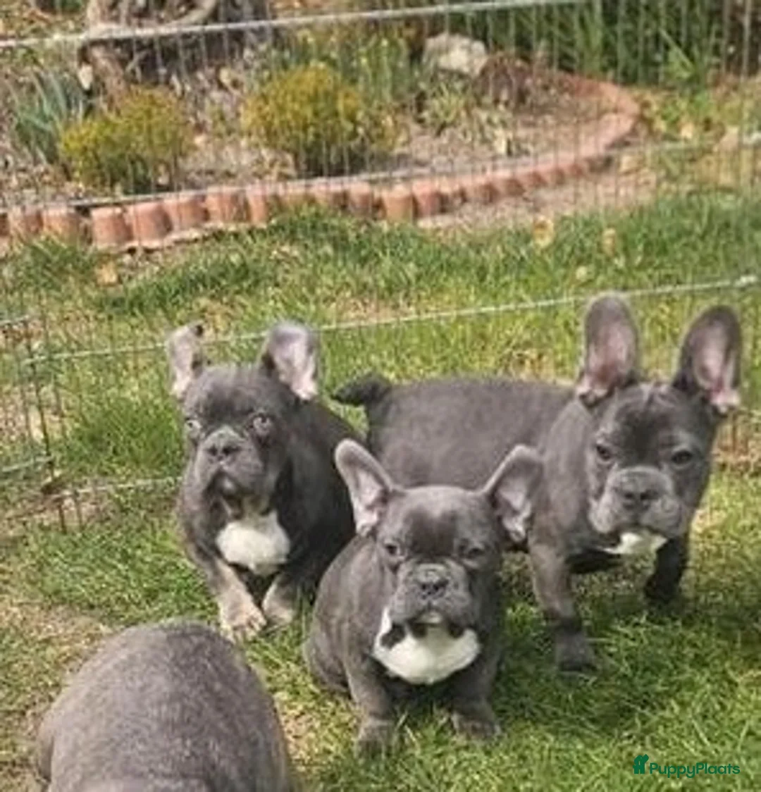 Franse Bulldog honden te koop: Franse bulldog pups *blue tan isabel merle* - Advertentie 1