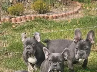 Franse Bulldog honden Franse bulldog pups *blue tan isabel merle* - Advertentie 6