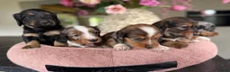 Kruising honden te koop: Teckels pups prachtige kleuren 🖤🤎🤍 - Advertentie 11