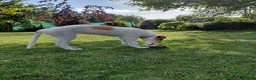 Barsoi honden te koop: Borzoi-teef uit FCI-kennel zoekt lief thuis  - Advertentie 31