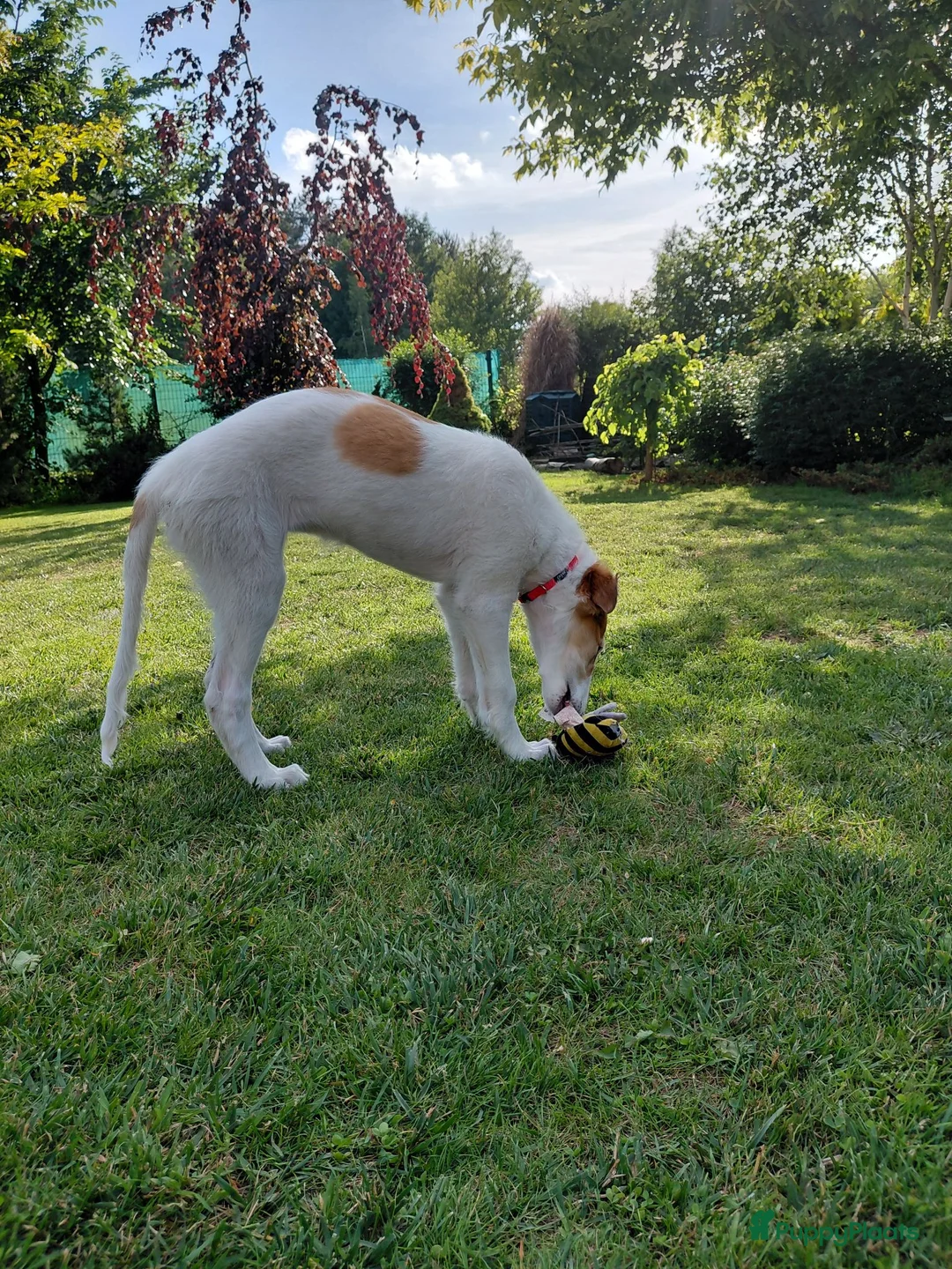 Barsoi honden te koop: Borzoi-teef uit FCI-kennel zoekt lief thuis  - Advertentie 31