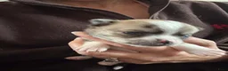 Chihuahua honden te koop: Korthaar chihuahuapups - Advertentie 7