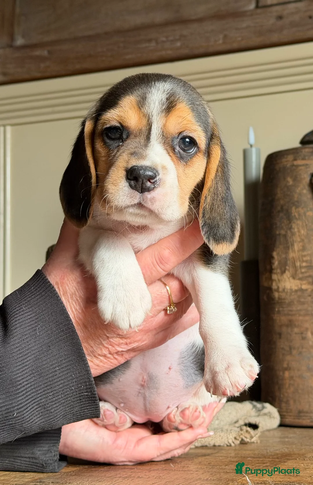 Beagle honden te koop: Beagle pups met FCI uitgebreid getest!! - Advertentie 16