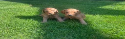 Kruising honden te koop: Labradoodle pups abrikoos medium multigen - Advertentie 2