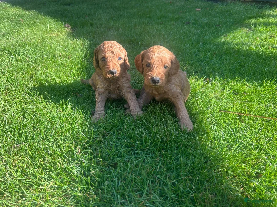 Kruising honden te koop: Labradoodle pups abrikoos medium multigen - Advertentie 2