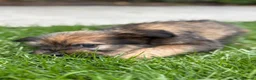 Kruising honden te koop: Lieve puppy’s 🐶  - Advertentie 7