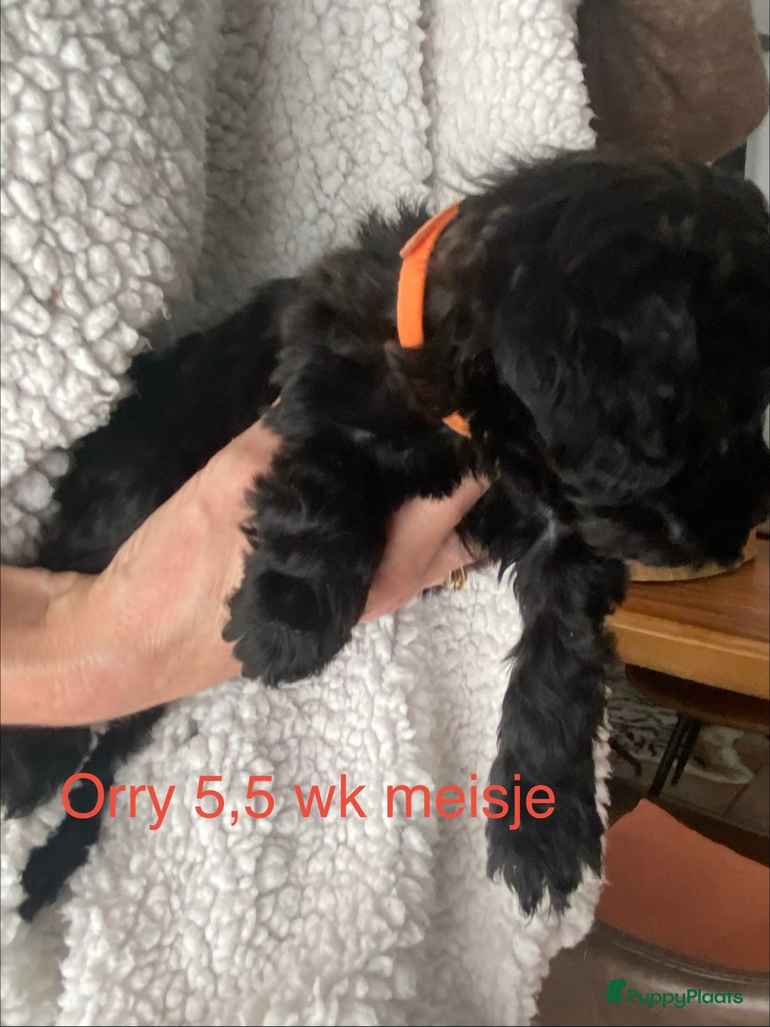 Labradoodle honden te koop: Labradoodle(multigen) mini/midi groeien op in huis - Advertentie 8