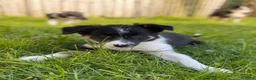 Border Collie honden te koop: Gezonde Border Collie pups stamboom (ISDS/FCI) - Advertentie 36