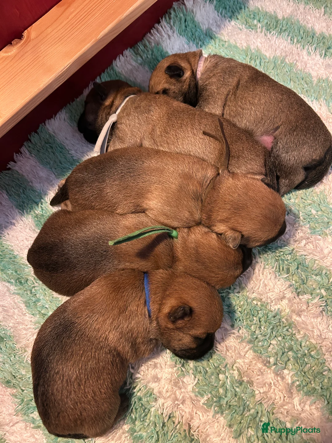 Cairn Terriër honden te koop: Cairn Terriër puppy reutjes, lichtrood/blond - Advertentie 3