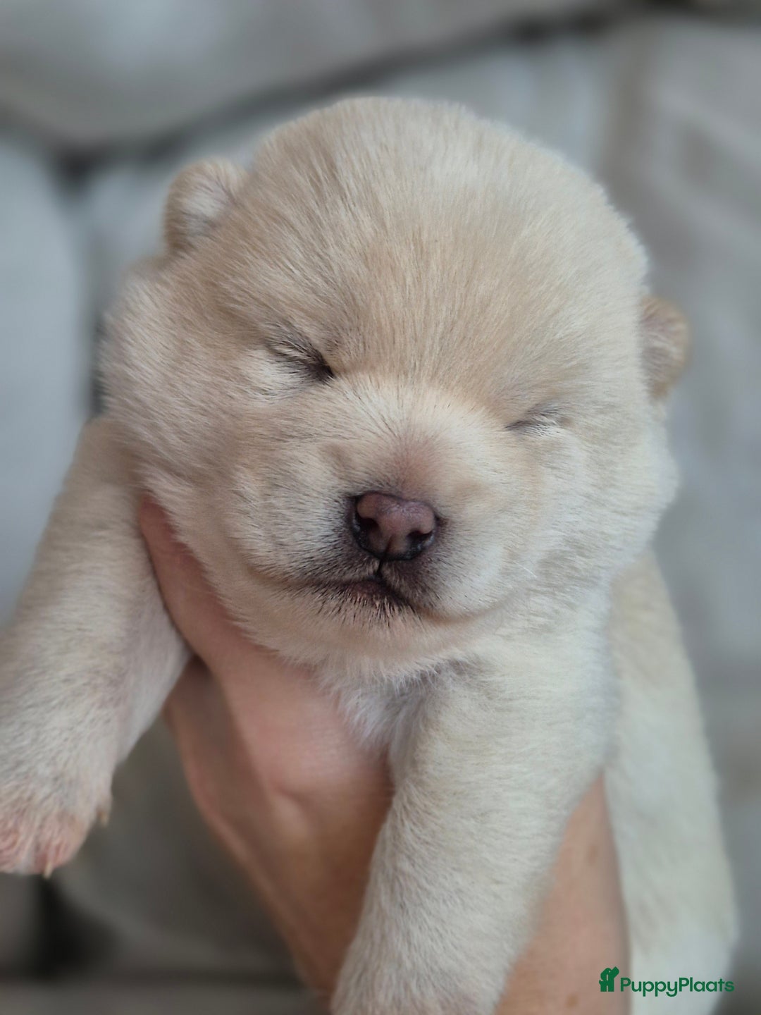 Kruising honden te koop: Prachtige Pomsky x Shiba pups - Advertentie 5