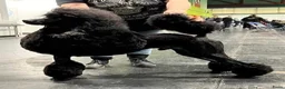Poedel honden ter dekking: Grote poedel dekreu  - Advertentie 5