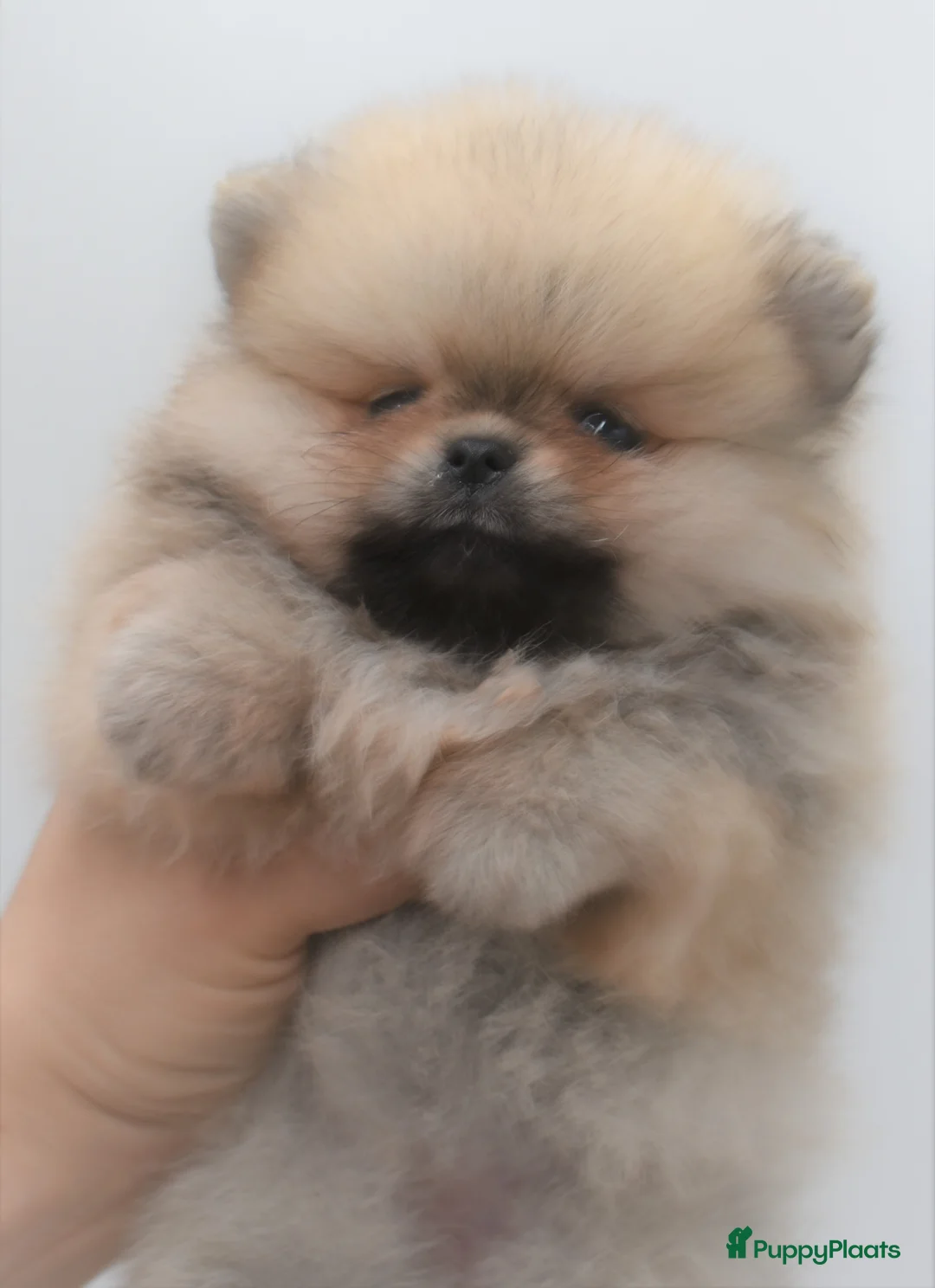 Galerij afbeelding {{count}}