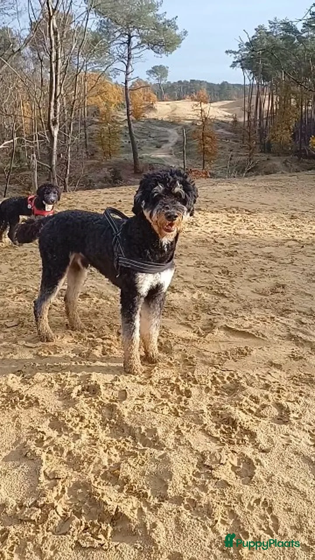 Kruising honden te koop: Goldendoodle x Bernerdoodle pups in Overberg - Advertentie 3
