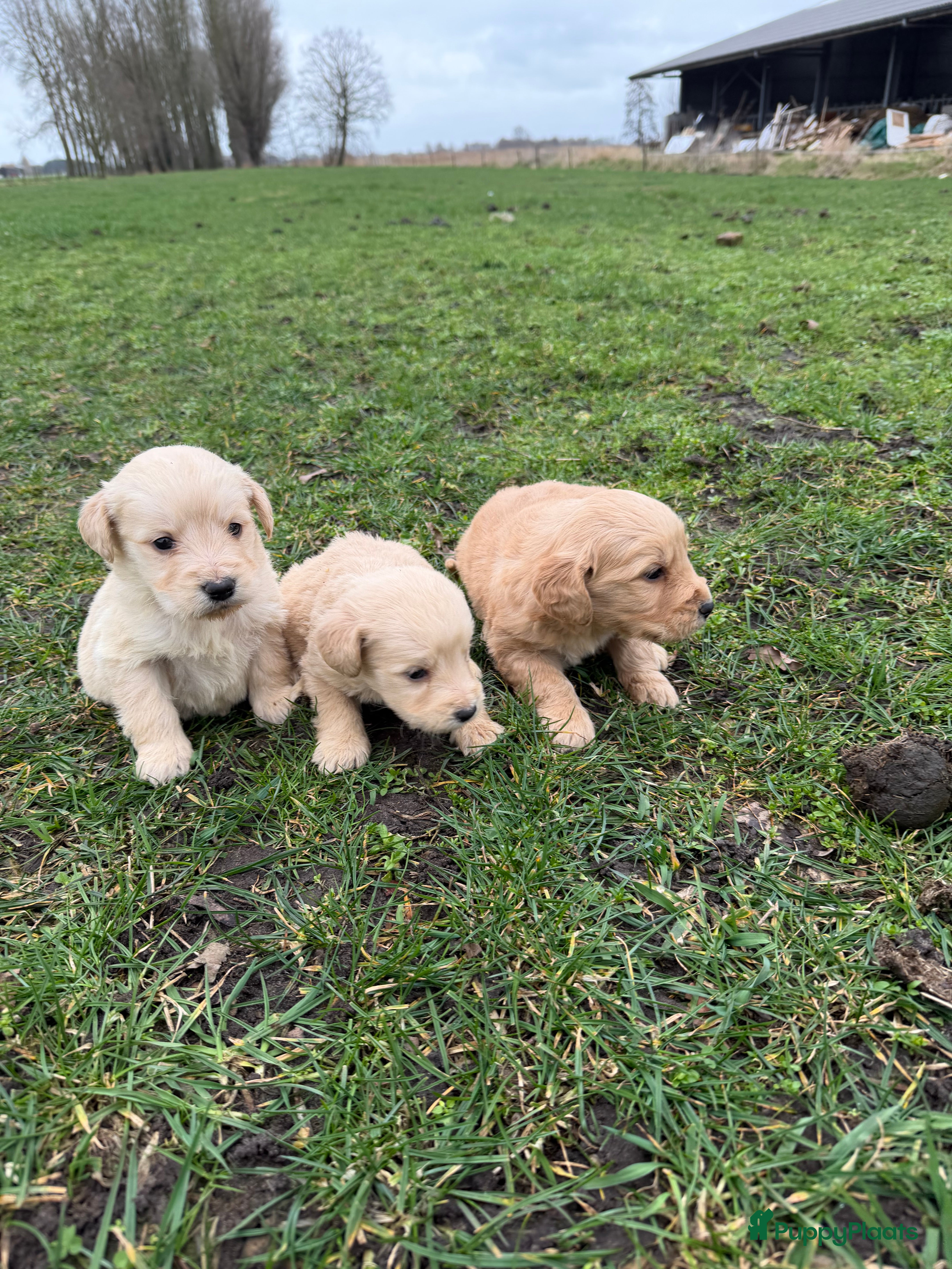 Kruising honden Mooie goldendoodle pups! - Advertentie 1