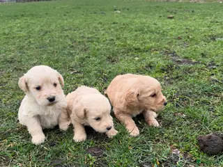 Kruising honden Mooie goldendoodle pups! - Advertentie 1