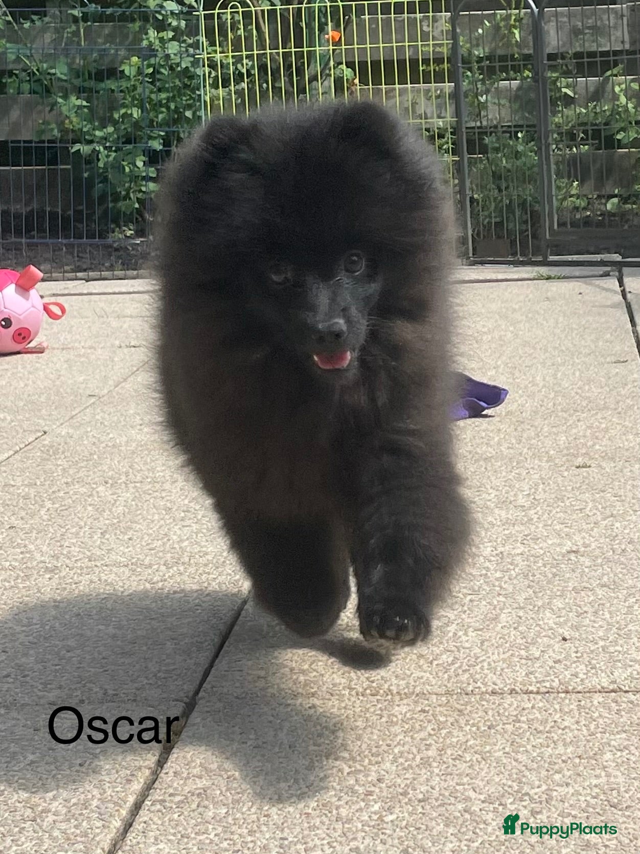 Pomeriaan honden Nog 1 Prachtige Pomeriaan/dwergkees pup.💙 - Advertentie 4